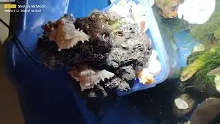Fish Padio Pond