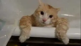 Кот Тима не может вылезти из ванной: и смешно, и грешно