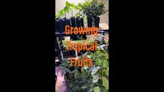 How to grow tropical fruit trees in pots