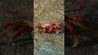 One of the amazing close ups of Patty, the Haulover Inlet crab