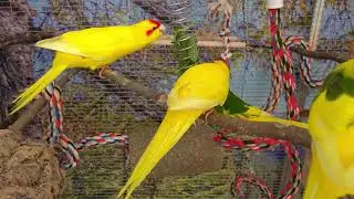Kakariki - Flores Salviae