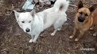 Обзор хозяйства👏Зачем мы реконструировали веранду🤔Чем кормить поросят😱