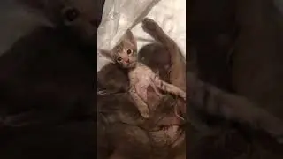 ❤️МИЛОТА❤️