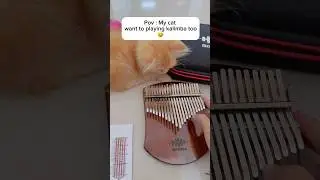 Funny cat playing a kalimba #shorts #feedshorts #funnycats