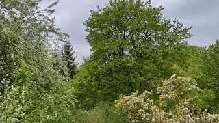 Raining Flowers (Official Music Video)