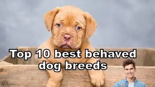 😍🔥top 10 best behaved dog breeds in the world #doglovers #dogshorts #dogtraining #facts