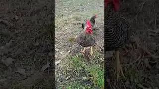 Чому когут? Чому не півень?