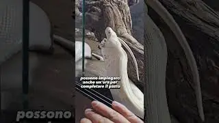 Serpenti che Mangiano