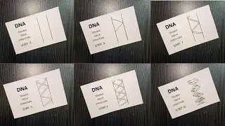 How to draw DNA Double helix structure easily step by step