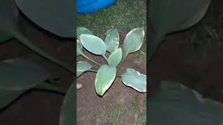 Свершилось! Хоста отправилась в открытый грунт :)