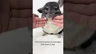 Chinchilla fact