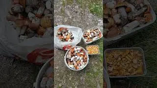 Грибы пошли. Июль 2023 года.