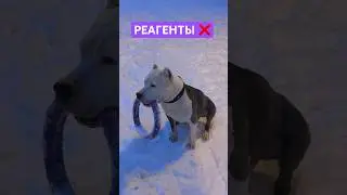 РЕАГЕНТЫ и собаки 