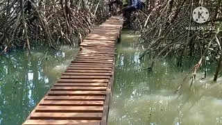 Mangroves Board walk Honnavar || Mangroves Forests Honnavar #travel #honnavar #mangrove