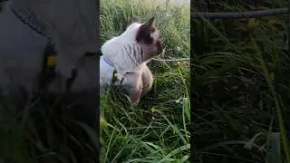 ПЕРВАЯ ПРОГУЛКА 😍 #коты#котики#прогулка