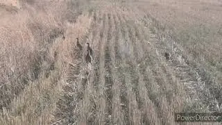 Куропатки, попались на видеоохоту...