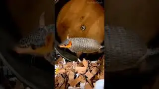 # Such a cute little fur kid is so cute🥰 # Fantastic Beasts at.💕 #viral #shortvideo #shortsfeed
