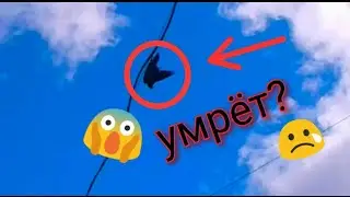 Он умрёт!?
