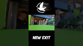 NEW PIGEON EXIT
