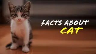 Facts About Cat 😺 🐈 | Amazing Facts By P BRAND 🔥 | P BRAND