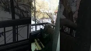 Стёпа пришел за шишками