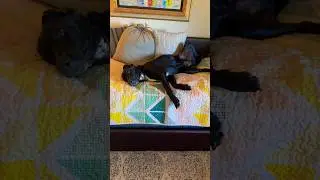 Lazy Tucker : Catahoula Life