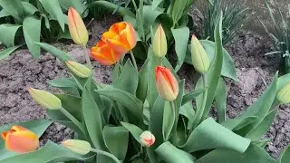 Цветы моего сада