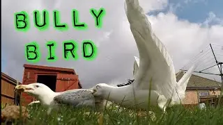 Bully Bird | Seagull Attacks Other Seagull Over Bread 🇬🇧 | 