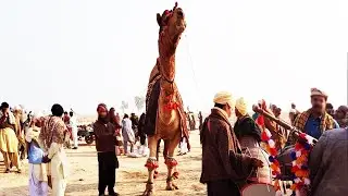 Camel Show | Biggest camel 1437 kg win | Animal Funny Videos 2024
