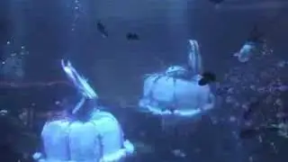 Aquartist - Dream in Water