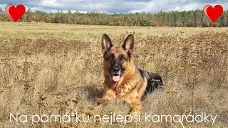 Vzpomínka na Živočicha