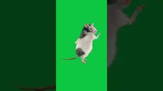 Rat dancing green screen 