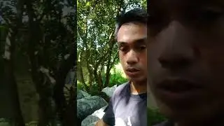 ano ang ginagawa ko sa mga lumang volva mushroom substrate