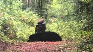 ОХОТА НА МЕДВЕДЯ   Muzzleloader Bear Hunt Central WI