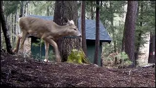 TrailCam - Porcupine, Deer, Rabbit, Neighbor