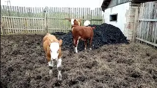 We stocked up on coal and started harvesting potatoes.