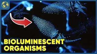 Jaw-Dropping Bioluminescence: Exploring Nature's Neon Light Show!