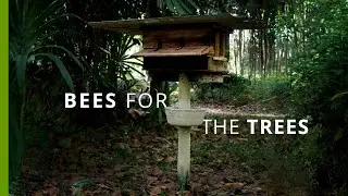 Beekeeping for Mangrove Conservation in Thailand