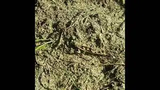 MAMMOTH RUSSIAN SUNFLOWERS GERMINATED FOR FALL