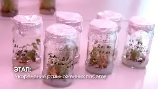 РЛССЦ: научно-исследовательский отдел