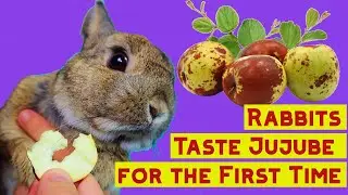 Bunny Jujube Taste Test: Rabbits Try Jujube for the First Time! Will They Love It or Hate It??