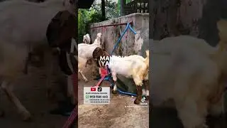 Etawa senduro channel