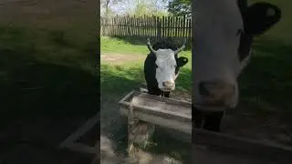 Молочная черно-пестрая корова