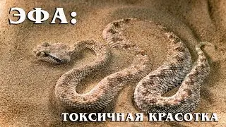 Efa (Sand Viper): A poisonous beauty from the world of reptiles | Interesting facts about snakes