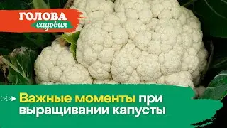 Голова садовая - Важные моменты при выращивании капусты