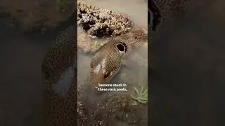 Some Aussie sharks have learned to walk 😲 #Australia #Sharks #NorthernTerritory #Shorts