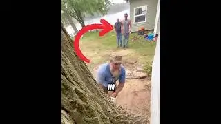 Cutting down the Largest Tree in our small town 🌳 #short #shorts #shortvideo #shortsvideo #tree