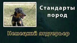Стандарты пород Немецкий ягдтерьер