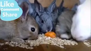 НАПАДЕНИЕ КРОЛЬЧИХИ НА КОТА#Shorts#RABBIT ATTACK ON A CAT # Shorts#