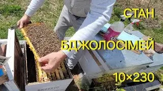 The state of bee colonies 10x230 